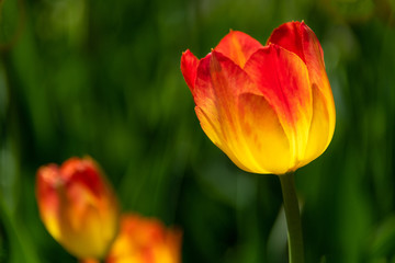 two toned colored tulip flowers 