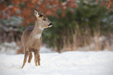 Roe deer, capreolus capreolus, in deep snow in winter. Wild animal in freezing environment. Cold wildlife scenery. © WildMedia