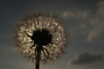 Dandelion seed in the sunset close up  