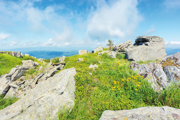 summer nature scene on top of a hill. yellow dandelions among rocks on a grassy slope. sunny weather with clouds on the blue sky. peaceful forenoon