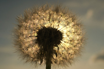 Dandelion seed in the sunset close up  