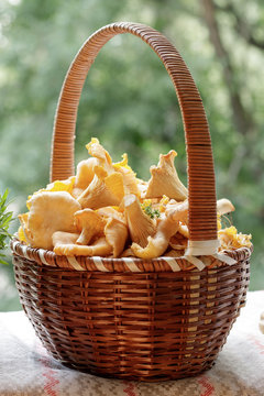 the basket is full of fresh chanterelles fresh from the forest
