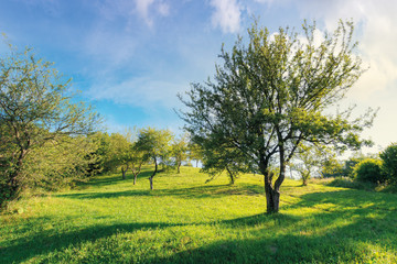 abandoned orchard on the hillside. rural scenery in evening light