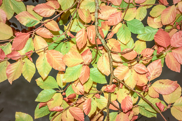 Autumn leaves - panoramic background of yellow leaves falling from tree