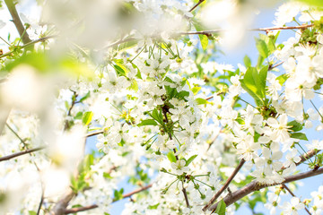 Branches of beautiful blossoming cherry on sunny day against blue sky background. 