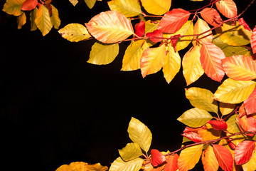 Autumn leaves - panoramic background of yellow leaves falling from tree