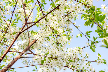 Branches of beautiful blossoming cherry on sunny day against blue sky background. 