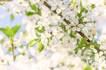 Branches of beautiful blossoming cherry on sunny day against blue sky background. 
