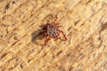 A dangerous parasite and infection carrier mite