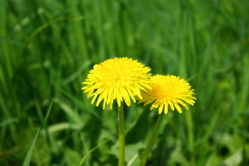 Yellow flower