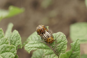 Macro Shot Of Two Colorado Striped Beetles