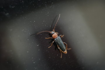 beetle on glass