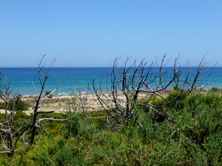 idyllic beach surrounded by nature