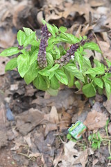 Cinnamon Basil Plants growing in garden