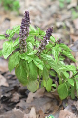 Cinnamon Basil Plants growing in garden