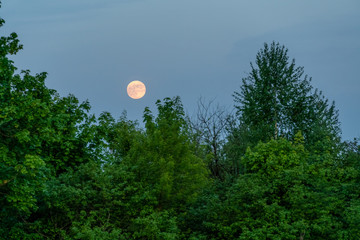 Moon on a blue evening sky on a background with green trees