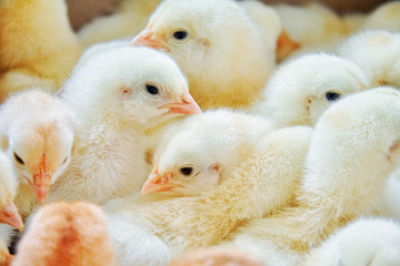 small newborn chickens bask in their enclosure, agricultural farms