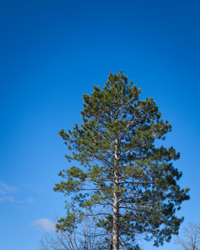 One Norway Pine tree, Pinus resinosa, and cloudless blue sky, copy space in vertical image.