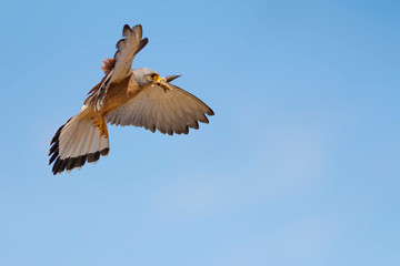 Flying falcon. Little kestrel. Blue sky background.