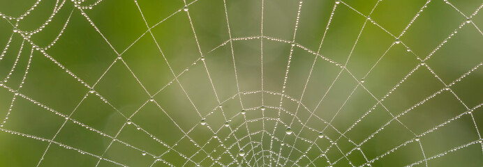 Spinnennetz mit Tautropfen