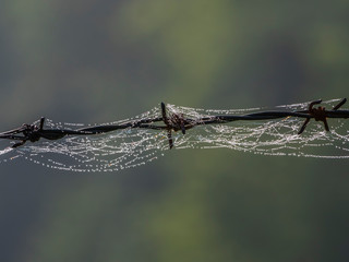 Stacheldraht mit Spinnweben