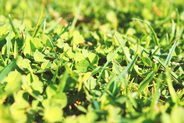 Beautiful green grass. Close-up. Background. Texture.