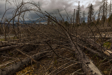 Old dry wild and felled wood and cloudy sky