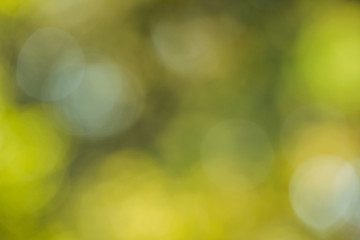 Obraz premium Green bokeh out of focus background from nature forest