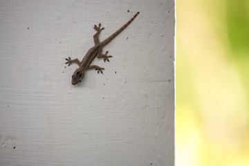 Small brown lizard on white wall. Wildlife concept. Lizard closeup. Reptile concept. Cute lizard outdoor. Exotic animals concept. 