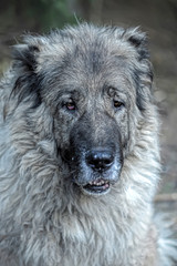 old gray caucasian shepherd portrait