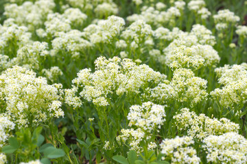 white wildflowers growing on a green meadow