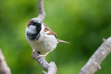 Haussperling (Passer domesticus)