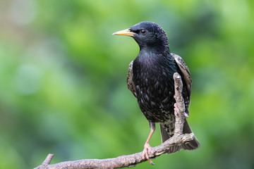 Star (Sturnus vulgaris)