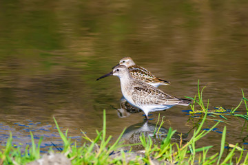 Common water birds. Nature background.