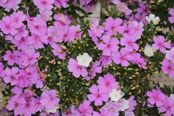 flowers background nature