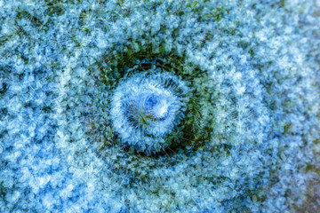 Whirlflower