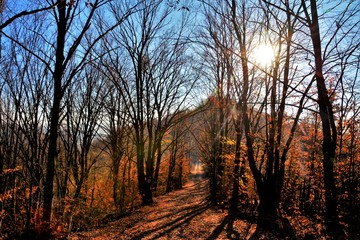 a path in the woods without leaves