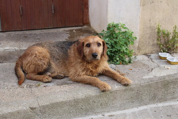 chien mignon 