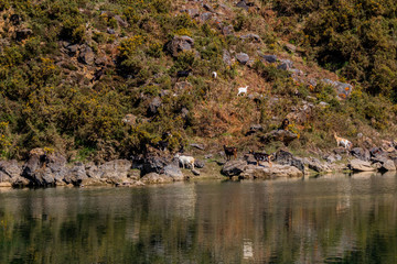 Fototapeta na wymiar a flock of goats that are near a lagoon of La Arboleda, Vizcaya