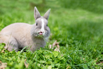 Little funny dwarf rabbit showing a tongue. Easter bunny on a green background.