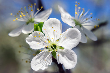 Beautiful white cherry blossom in spring garden.