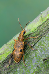 longhorn beetle - Rhagium mordax