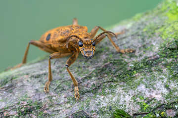 longhorn beetle - Rhagium mordax