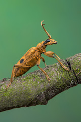 longhorn beetle - Rhagium mordax