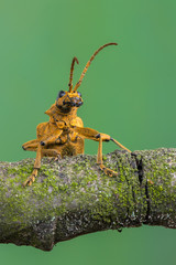 longhorn beetle - Rhagium mordax