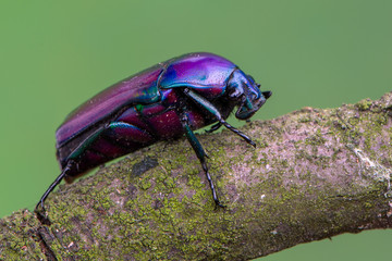 rose chafer beetle - Chlorocala africana oertzeni