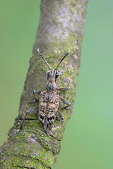 Ribbed Pine Borer - Rhagium inquisitor