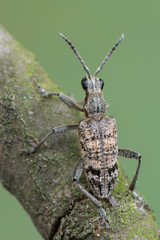 Ribbed Pine Borer - Rhagium inquisitor