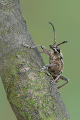 Ribbed Pine Borer - Rhagium inquisitor
