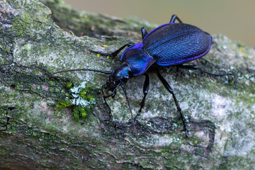 Ground beetle - Carabus problematicus